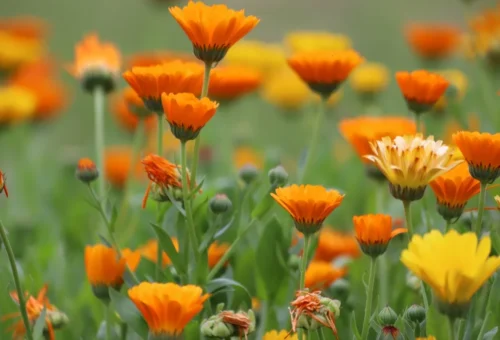 Bagaço de uva se torna biofertilizante para cultivo de flores comestíveis