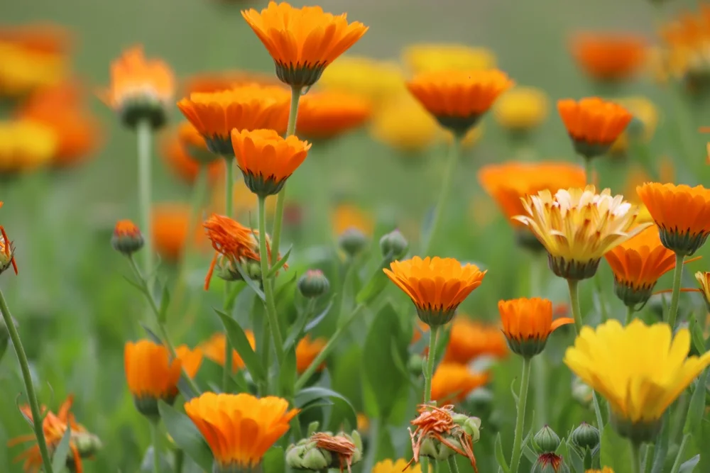 Bagaço de uva se torna biofertilizante para cultivo de flores comestíveis