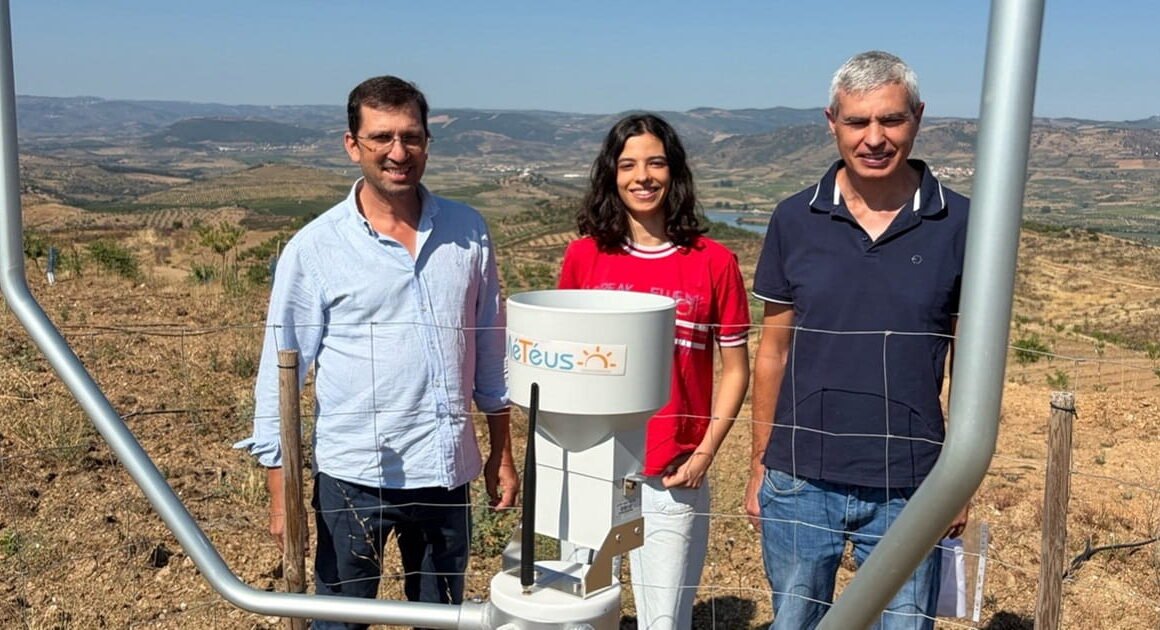 Universidade do Minho desenvolve sistema de IA para irrigação de olivais