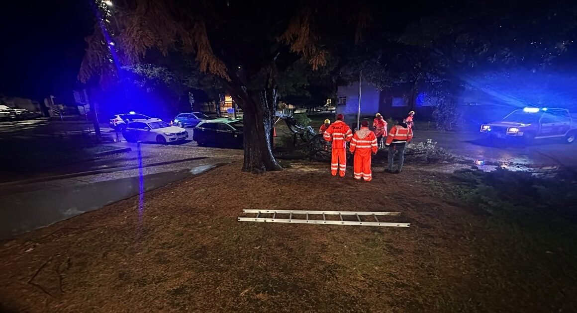 Galho de grandes dimensões cai na rua em braga
