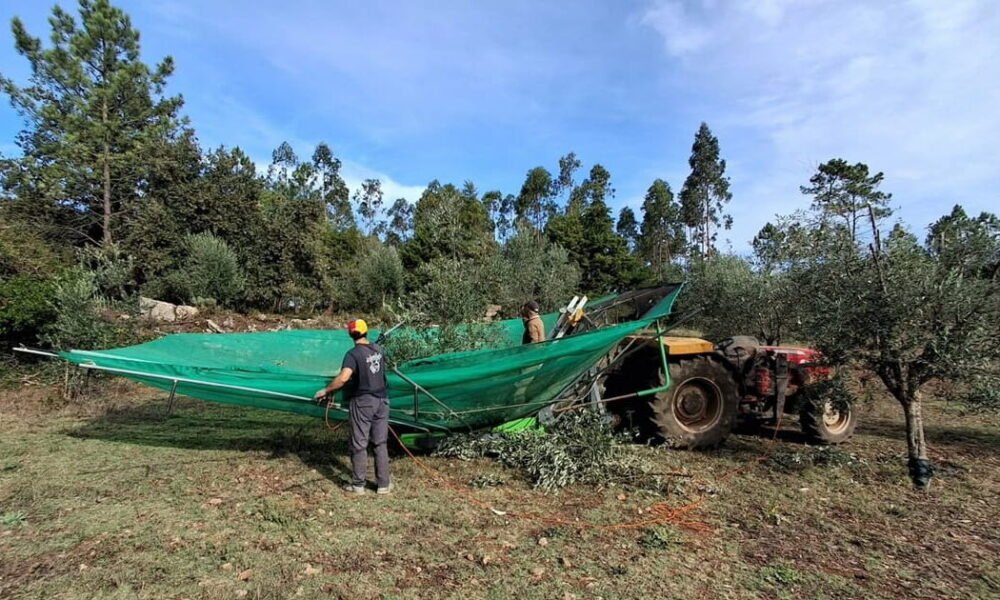 Apanha da azeitona em trás-os-montes promete: "vamos ter mais litros de azeite"