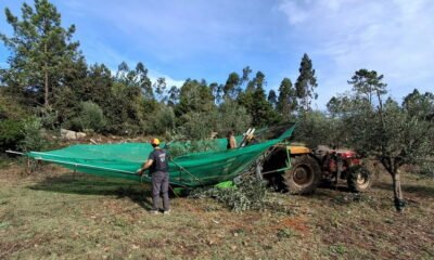 Apanha da azeitona em trás-os-montes promete: "vamos ter mais litros de azeite"
