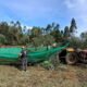 Apanha da azeitona em trás-os-montes promete: "vamos ter mais litros de azeite"