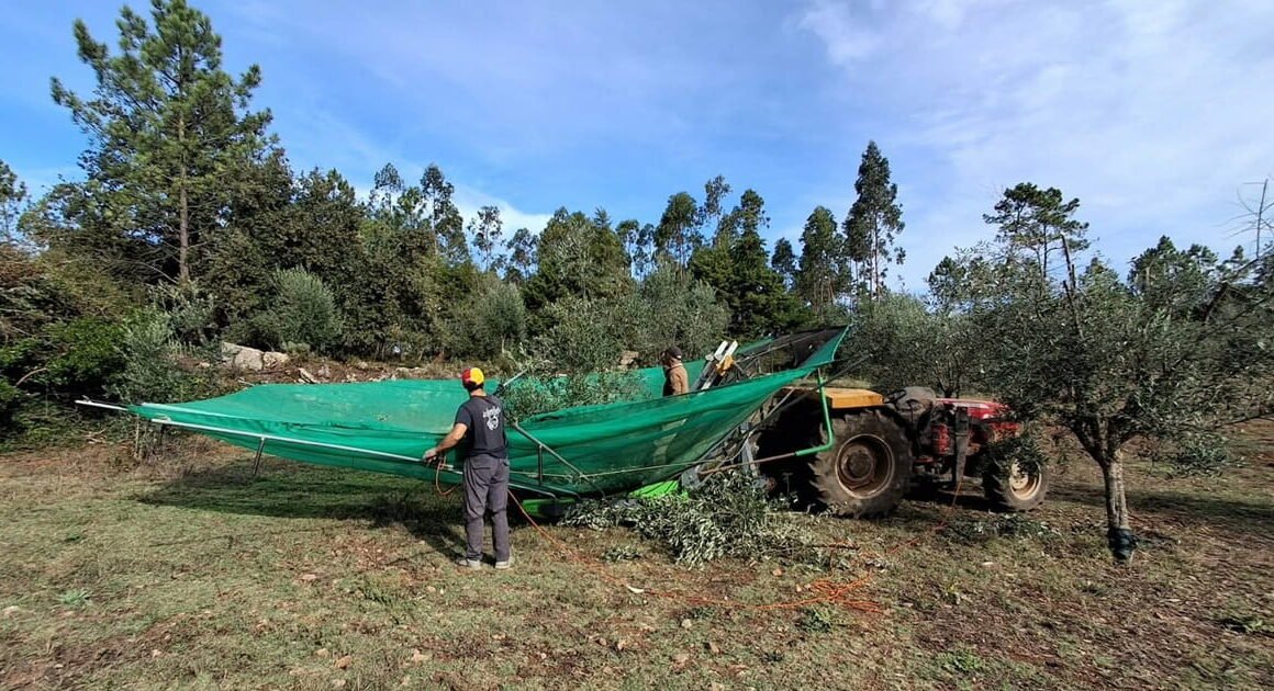 Apanha da azeitona em trás-os-montes promete: "vamos ter mais litros de azeite"