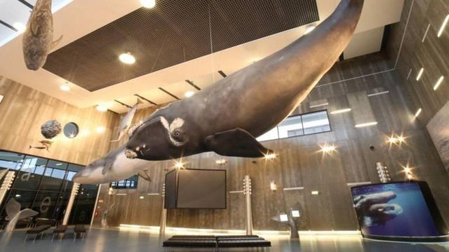 Museu da Baleia celebra Dia Mundial do Turismo com entrada gratuita
