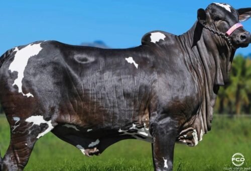 MVC Pecuária aposta em genética Nelore e amplia presença no mercado de animais de elite em Goiás