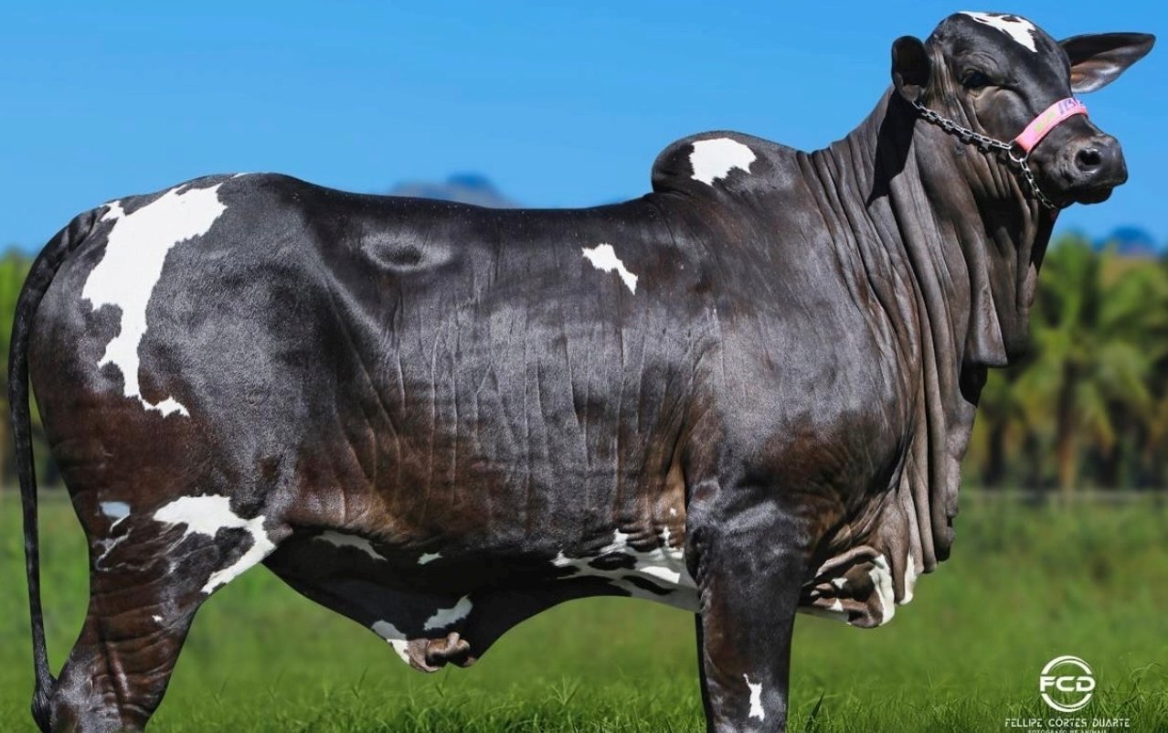 MVC Pecuária aposta em genética Nelore e amplia presença no mercado de animais de elite em Goiás
