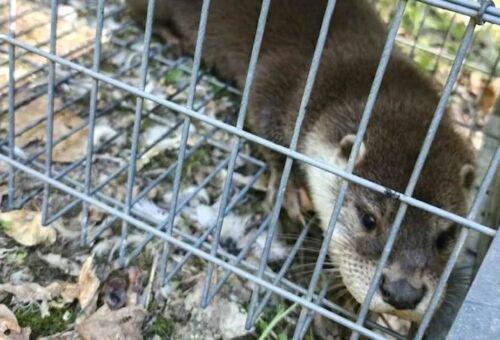 GNR resgata lontra presa em armadilha em Amarante