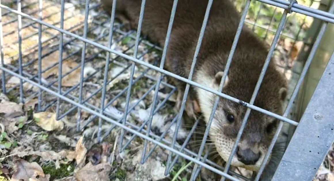 GNR resgata lontra presa em armadilha em Amarante