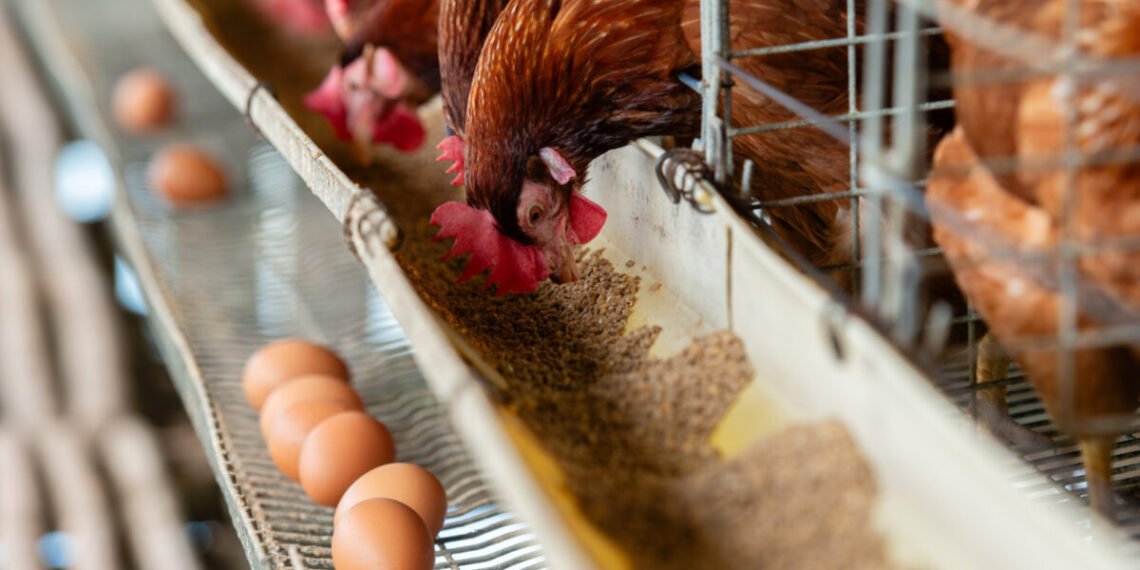Doença de Newcastle nos Açores. É seguro consumir carne de aves? E ovos?Créditos:Sutterstock