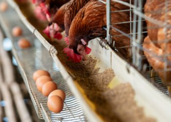 Doença de Newcastle nos Açores. É seguro consumir carne de aves? E ovos?Créditos:Sutterstock