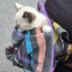 Fafe: bombeiros resgatam gato bebé de uma sarjeta