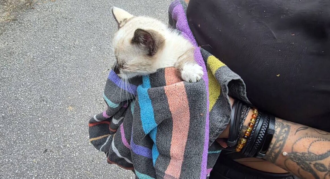Fafe: bombeiros resgatam gato bebé de uma sarjeta