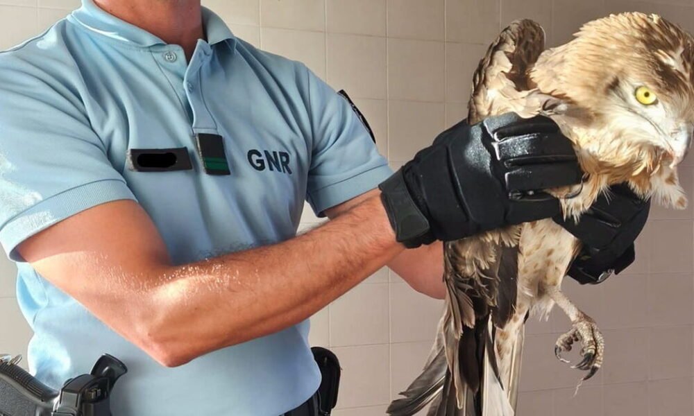 Militares da gnr salvam águia ferida em ponte de lima