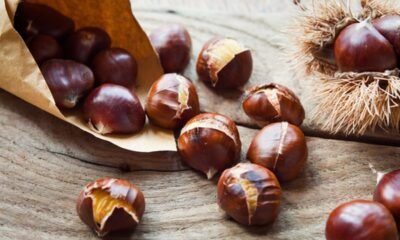 Vespa da galha do castanheiro pode afetar produção de castanha em zonas de VinhaisCréditos:Foto DepositPhotos