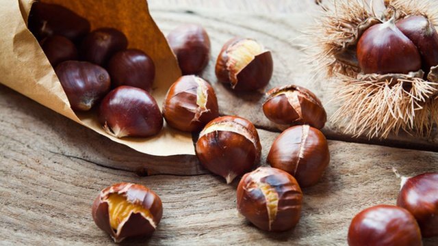 Vespa da galha do castanheiro pode afetar produção de castanha em zonas de VinhaisCréditos:Foto DepositPhotos