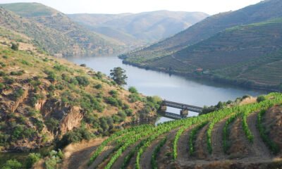 Governo atribui apoio a uva por vindimar para mitigar crise no douro