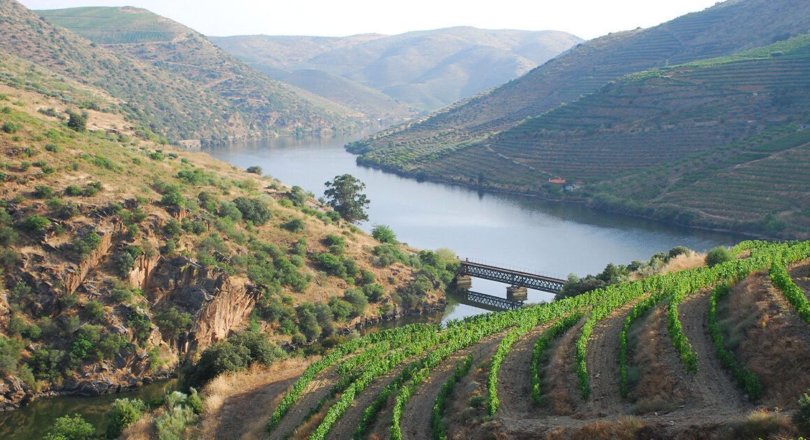 Governo atribui apoio a uva por vindimar para mitigar crise no douro