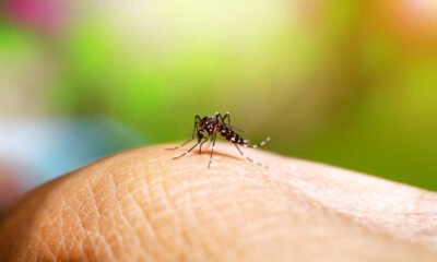 Aedes aegypti dengue mosquito