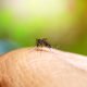 Aedes aegypti dengue mosquito