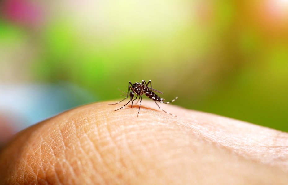 Aedes aegypti dengue mosquito