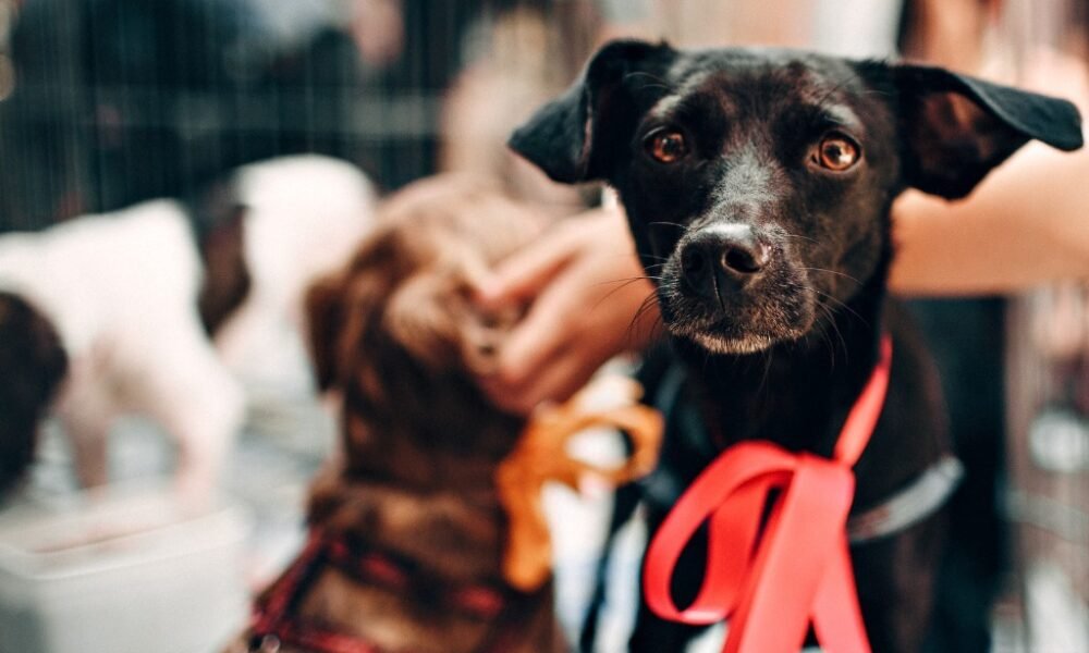 Saiba como funciona o transporte de animais nos trens de SP