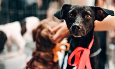 Saiba como funciona o transporte de animais nos trens de SP