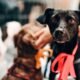 Saiba como funciona o transporte de animais nos trens de SP