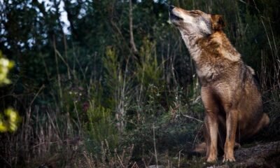Criadores de gado manifestam-se em arcos de valdevez por medidas contra ataques do lobo