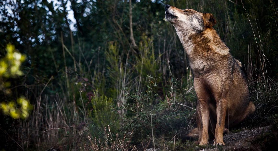 Criadores de gado manifestam-se em arcos de valdevez por medidas contra ataques do lobo