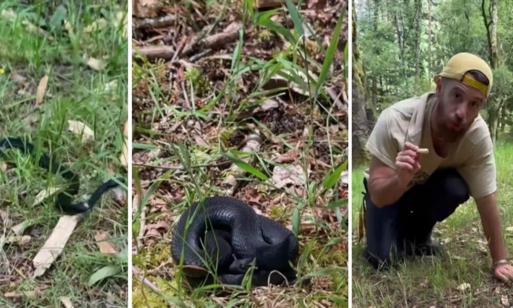 'influencer' filma cobra venenosa no parque nacional da peneda-gerês: "está aqui na boa"