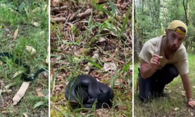 'influencer' filma cobra venenosa no parque nacional da peneda-gerês: "está aqui na boa"