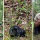 'influencer' filma cobra venenosa no parque nacional da peneda-gerês: "está aqui na boa"