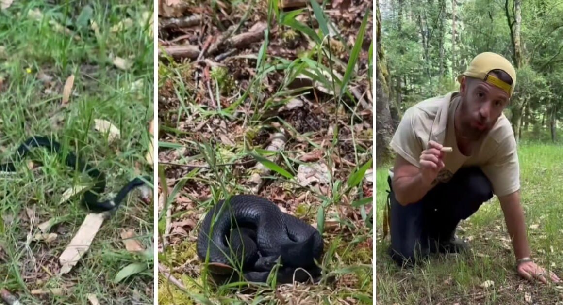 'influencer' filma cobra venenosa no parque nacional da peneda-gerês: "está aqui na boa"