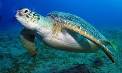 Foto: sapo.pt