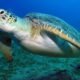 Foto: sapo.pt