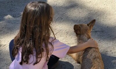 Associação de barcelos procura terreno para construir centro de proteção animal