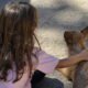 Associação de barcelos procura terreno para construir centro de proteção animal