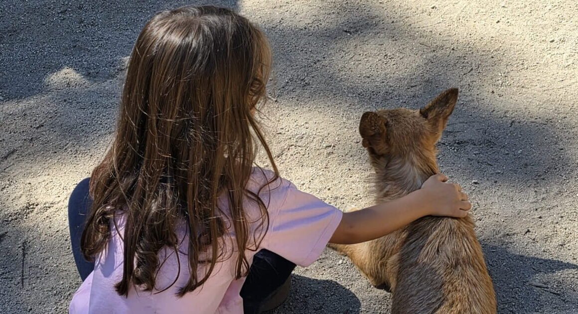 Associação de barcelos procura terreno para construir centro de proteção animal
