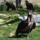 Cinco abutres-pretos devolvidos à natureza em trás-os-montes