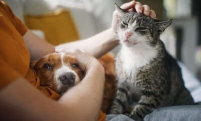Pan quer criar registo nacional de agressores de animais