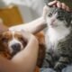 Pan quer criar registo nacional de agressores de animais