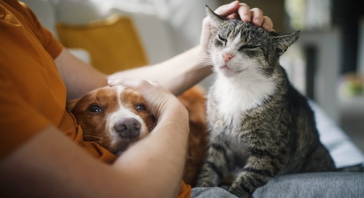 Pan quer criar registo nacional de agressores de animais