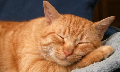 Gato