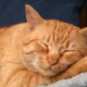 Gato