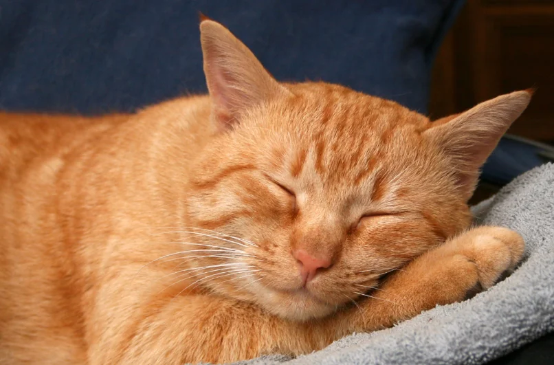 Gato