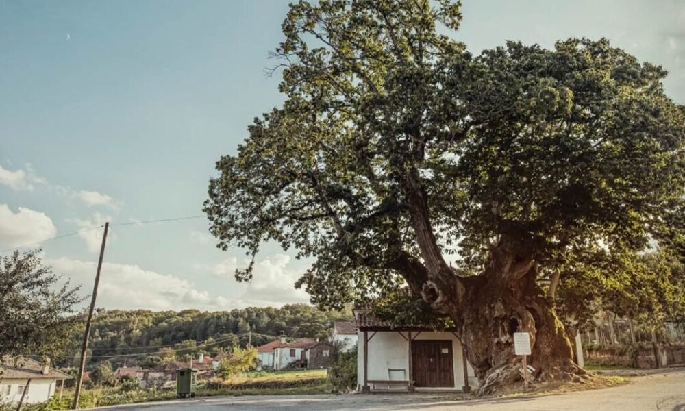 Castanheiros centenários de trás-os-montes querem ser património imaterial da humanidade