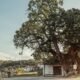Castanheiros centenários de trás-os-montes querem ser património imaterial da humanidade