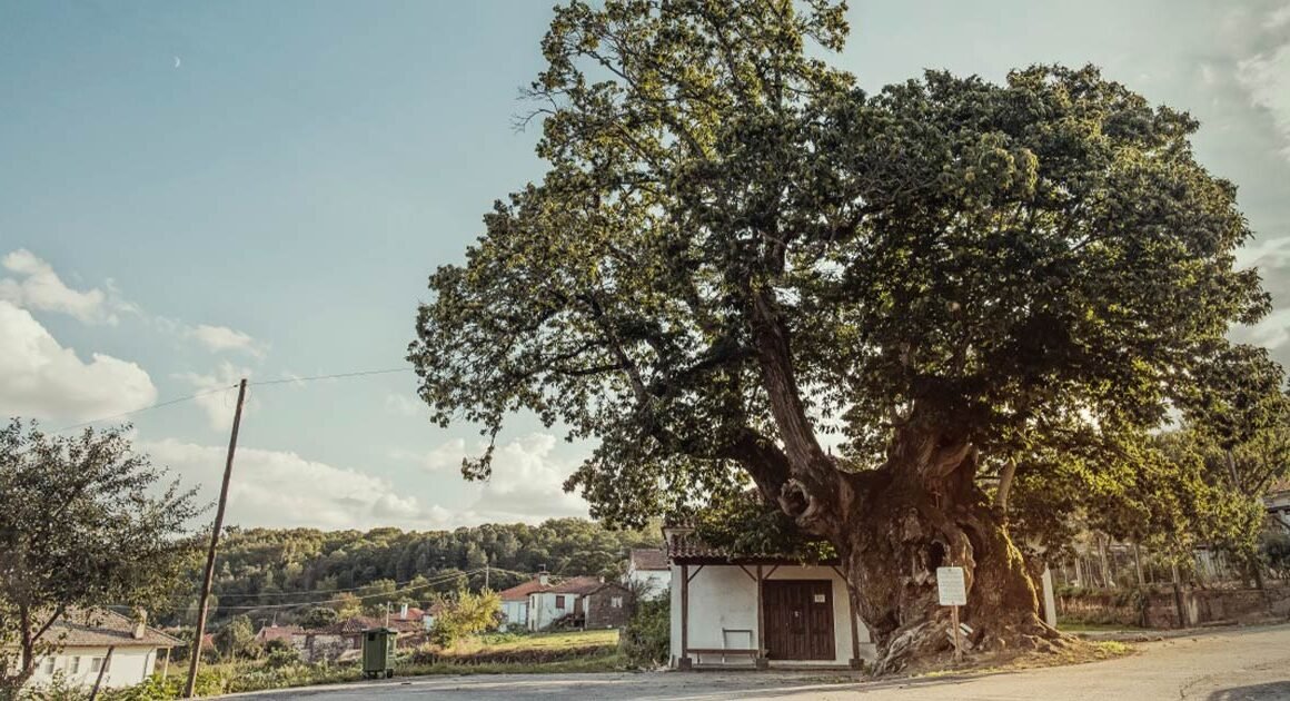 Castanheiros centenários de trás-os-montes querem ser património imaterial da humanidade