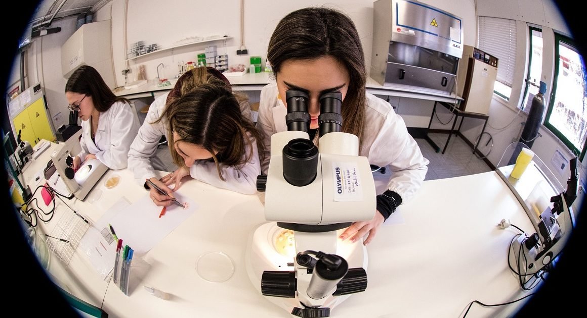 Investigadores do minho e do porto criam "hidrogel inovador" para tratar melanoma